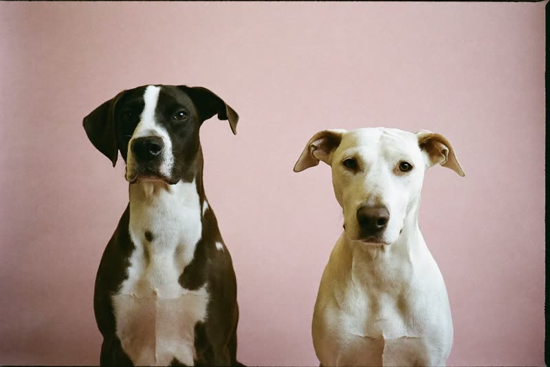 Two dogs waiting side by side