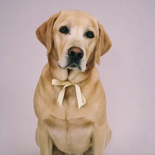 Labrador wearing a ribbon bow tie